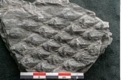 Foto (Detailansicht) von Lepidodendron sp.  (NHMW-GEO-2024-0188-11028)